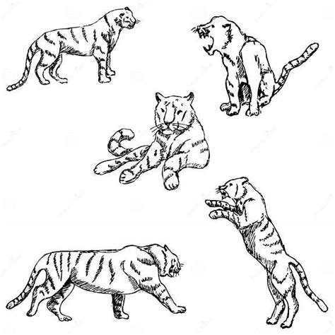 Tigers A Sketch By Hand Stock Vector Illustration Of Drawn 82844711