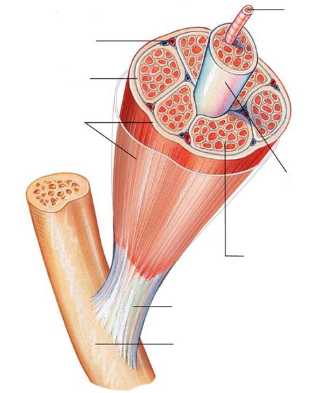 Muscle Structure Function Diagram Quizlet