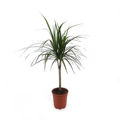 Dracaena Marginata Foliage Houseplants Tates