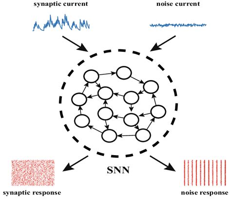 Schematic Diagram The Spiking Neural Network Snn Is Driven By Two