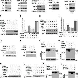 CDK7 Plays Conserved Role In The Regulation Of Yap Taz And Hippo