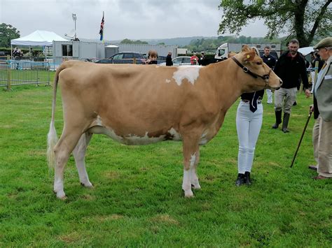 North Somerset Show 2022. - English Guernsey Cattle Society