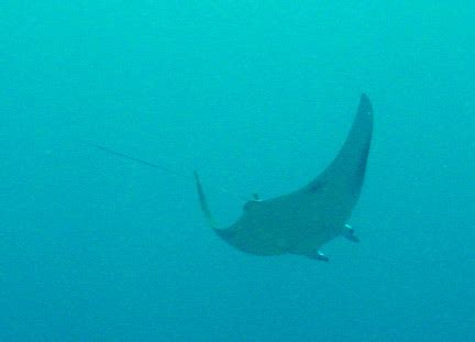 BENTFIN DEVIL RAY