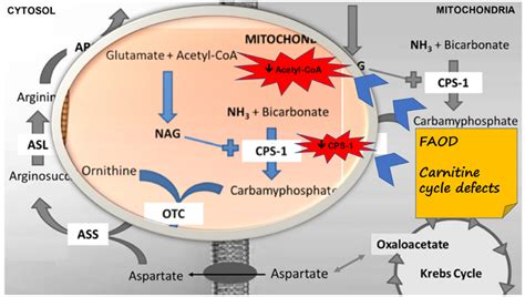 Suggested Mechanisms Of Hyperammonemia In Fatty Acid Oxidation