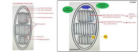 Practice Photosynthesis Visual Summary Label The Two Parts Of The