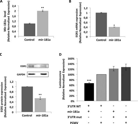 MiR 181a Down Regulates EGR1 By Directly Binding Its 3 UTR MiR 181a