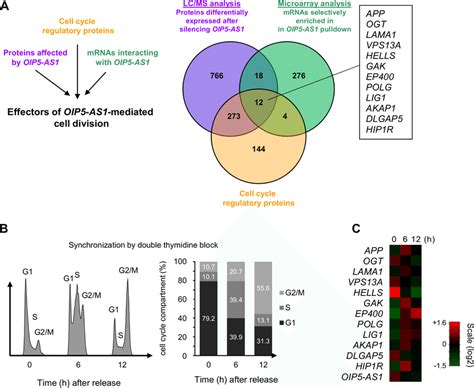 Cell Cycle Proteins Regulated By Oip5 As1 Encoded By Download