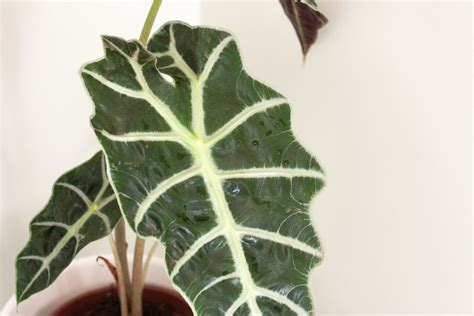 How To Grow Amazonian Elephant S Ear Alocasia X Amazonica