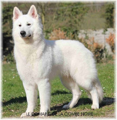 Chiot loup blanc – chaton chien à donner