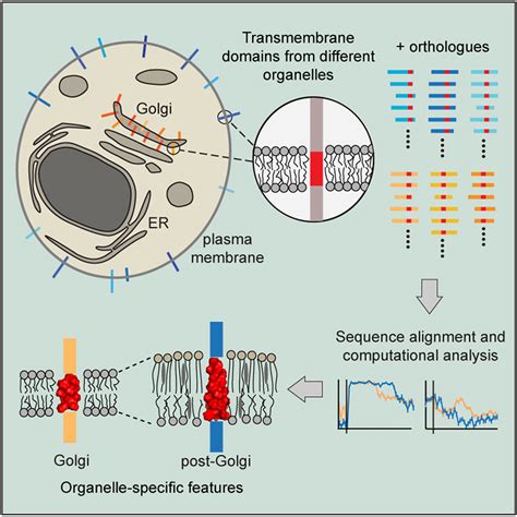 A Comprehensive Comparison Of Transmembrane Domains Reveals Organelle