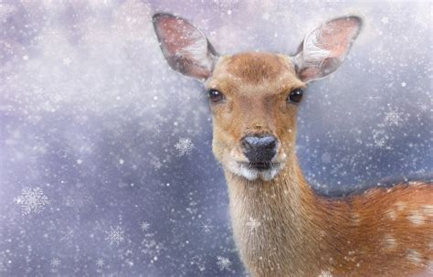 Images Gratuites du froid hiver animal faune zoo mammifère Noël