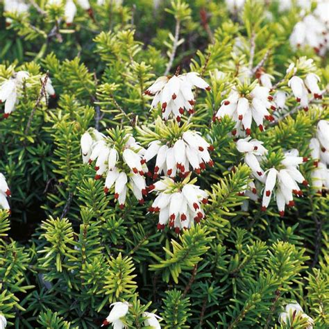 Erica Carnea ‘golden Starlet Blooms Decembermarch Size 6 High X 16