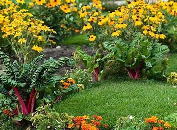 Edible Landscaping Combining Beauty And Utility FarmRN