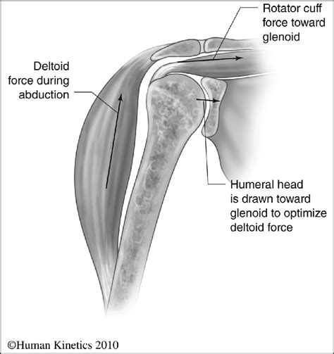 Rotator Cuff Deltoid Force Couple Reprinted With Permission From