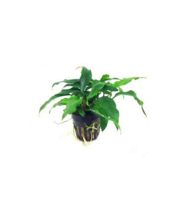 Oferta Planta De Acuario ANUBIA MINIMA