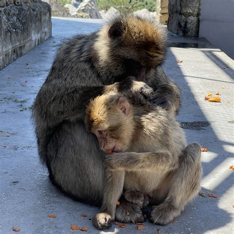 Gibraltar Travel Guide 2024 - Things to Do, What To Eat & Tips | Trip.com