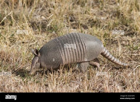 The Nine Banded Armadillo Or Long Nosed Armadillo Dasypus Novemcinctus