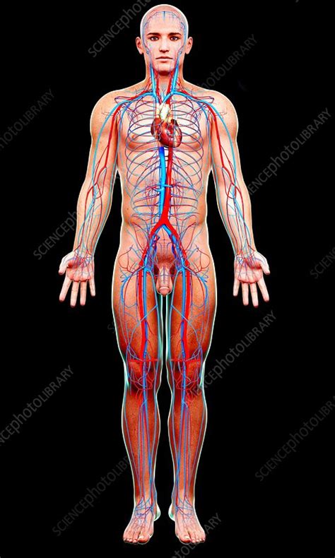 Male Cardiovascular System Artwork Stock Image F Science