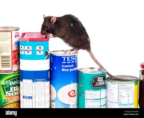 A brown rat surrounded by food, a rat in a kitchen Stock Photo - Alamy
