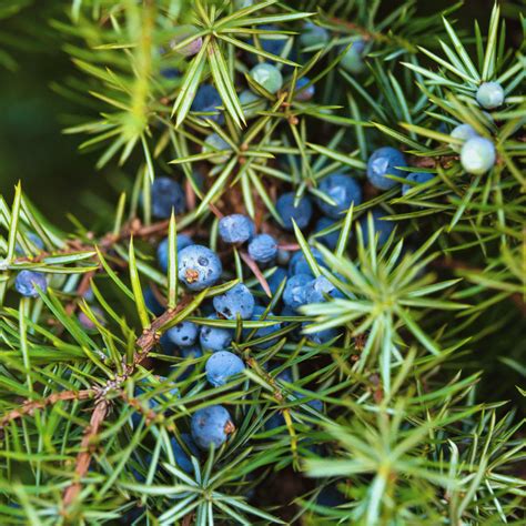 Juniper Berry Essential Oil - Nila Singapore