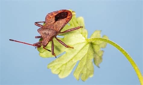 Stink Bug Spiritual Meaning Understand The Symbolism