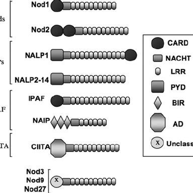 NLR family Schematic representation of the domain organization of ...