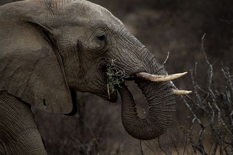 African elephants - Ray Brown Wildlife Photography | Ray Brown Wildlife ...