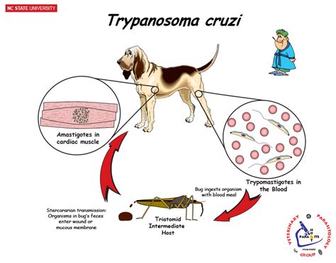 NCSU Veterinary Parasitology