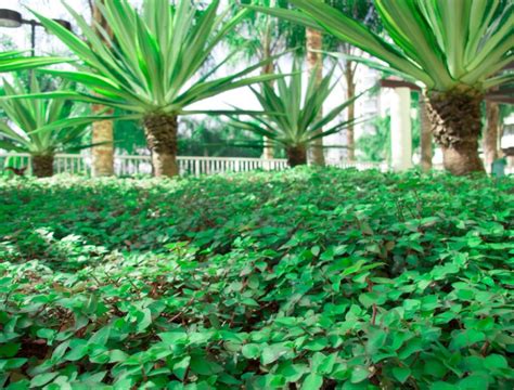 Quando Regar Dinheiro Em Penca Entenda Os Cuidados Com A Planta