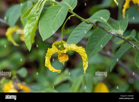 Monodora myristica, the calabash nutmeg, is a tropical tree of the ...