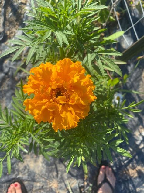 Giant Marigold Seeds Etsy