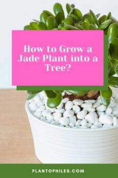 How To Grow A Jade Plant Into A Tree Best Secrets Revealed