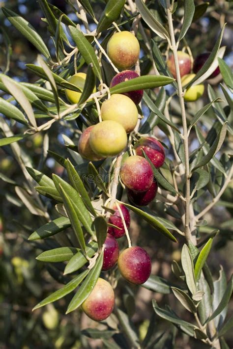 Harvesting Arbequina Olives In An Olive Grove In Catalonia Spain Stock