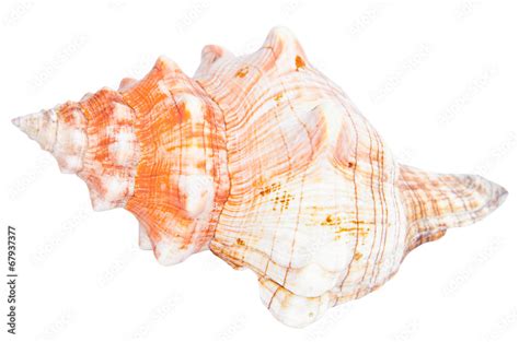 conch Marine seashell shell Stock Photo | Adobe Stock