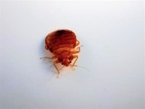 Bed Bugs - Pest Relief Operations