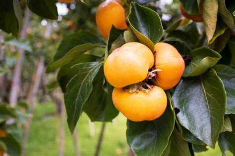 How To Grow A Persimmon Tree Minneopa Orchards