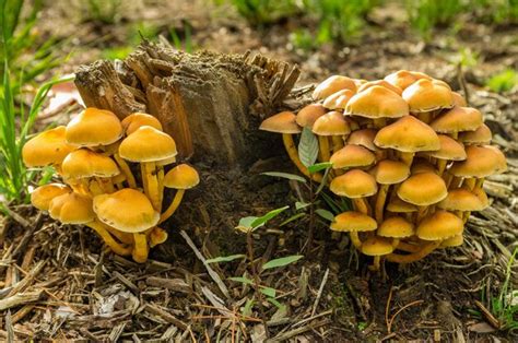 Primer Plano De Los Hongos Que Crecen En El Campo Foto Premium