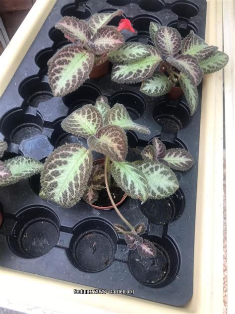 Photo Of The Entire Plant Of Flame Violet Episcia Cupreata Posted By