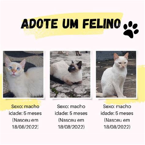 Gatos Idade Meses Animais Abril Clasf