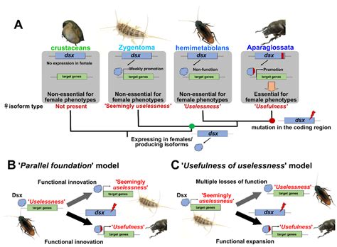 Evolutionary Transition Of Outputs Of The Insect Sex Differentiation Download Scientific