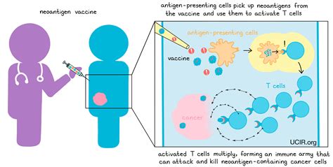 What Is Neoantigen Based Therapy 60 OFF