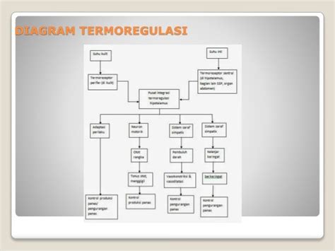 Sistem Termoregulasi