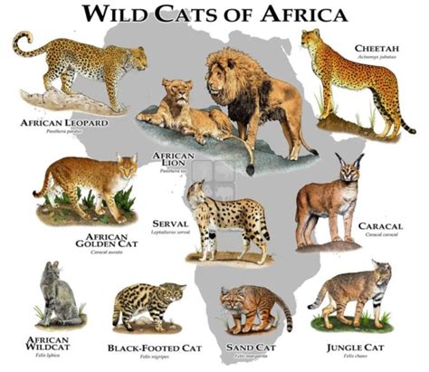 Wild Cats Of Africa A Guide To All African Wild Cats