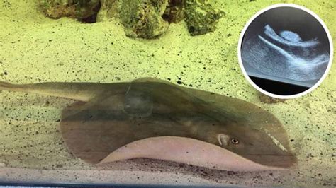 NC Aquarium Stingray Pregnant: Female Stingray's Mysterious Pregnancy ...