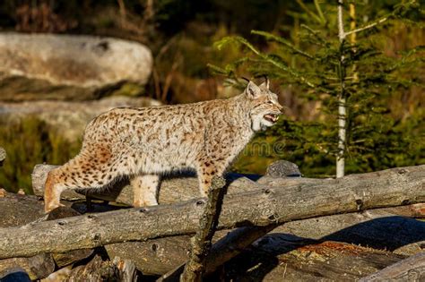 Adult Male Eurasian Lynx Lynx Lynx Winking Out Loud Stock Image