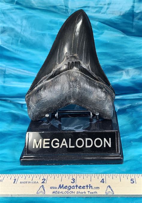 Giant Colector Quality Megalodon Shark Tooth · L1: 4.81 L2: 4.51 · MegaTeeth