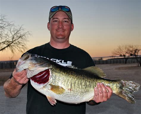 Largemouth Bass Eating Ducklings