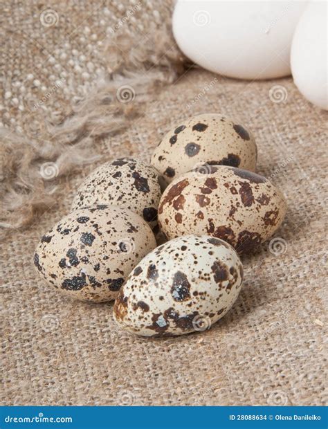 Chicken And Quail Eggs Stock Photo Image Of Celebration