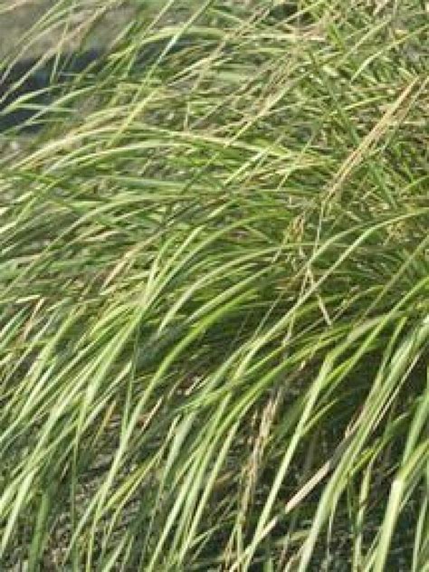 Types Of Ornamental Grasses Hgtv