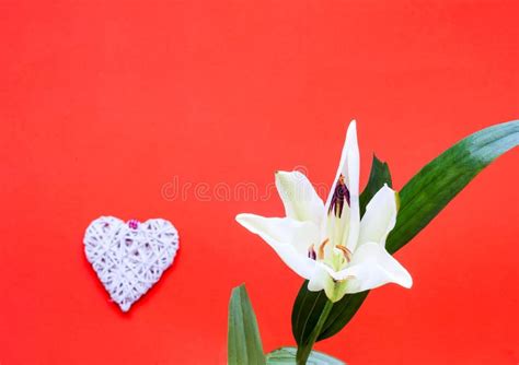 White Lily Flower With Decorative Hearts On Coral Background Festive